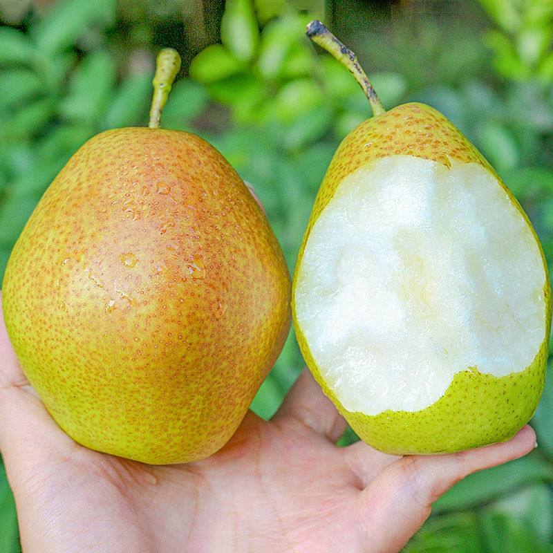 Jiangxi Gannan 